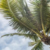 palm tree fronds against a blue, cloudy sky