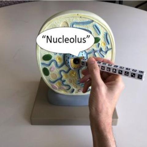 Picture shows person pointing stylus to plastic model of a biological cell; webcam (not pictured) views model and stylus; computer, connected to webcam, announces "Nucleolus"