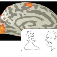 collage of a an fmri image of a brain and a pencil drawing of a flower in a vase and a man's face