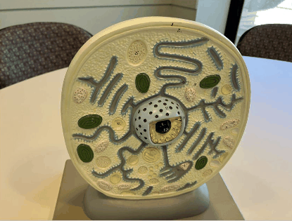 Animation of CamIO in action shows biological cell model. When person points with their index finger to a feature on the model, its name is read aloud.