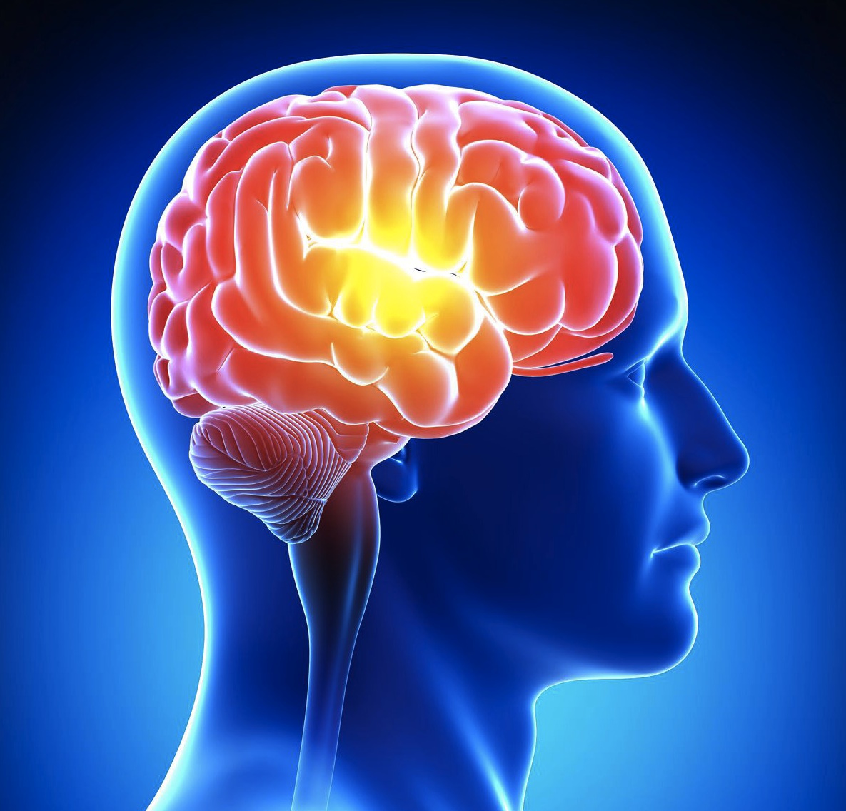 Brain image with activated brain seen through a transparent skull