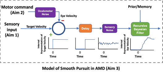 Model of smooth pursuit