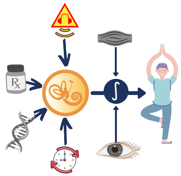 A diagram showing the many factors that affect balance.