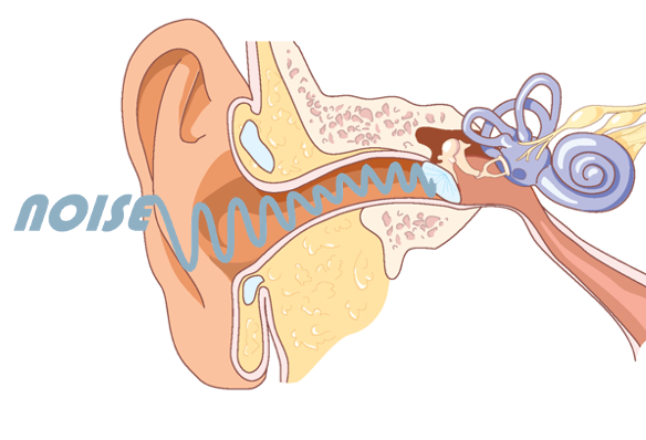 Anatomical schematic of the ear with "Noise" entering the ear canal and reaching the inner ear that has the cochlea and the vestibular organs visible